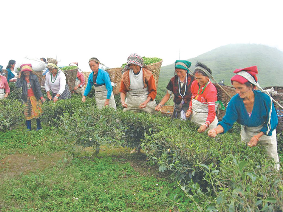 Plucking leaves no more workers’ cup of tea
