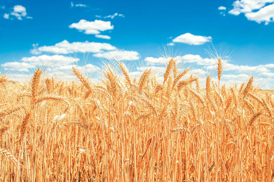 Wheat output likely to rise despite hailstorm