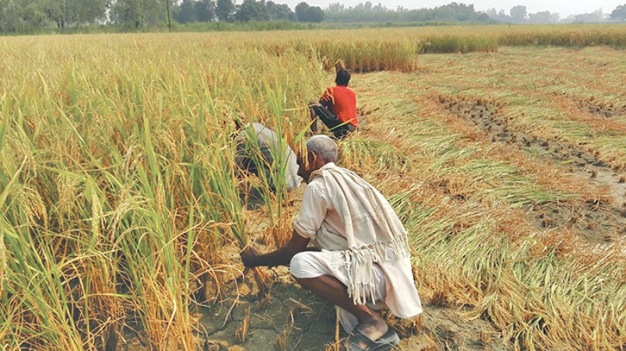 Paddy minimum support price not fixed citing elections