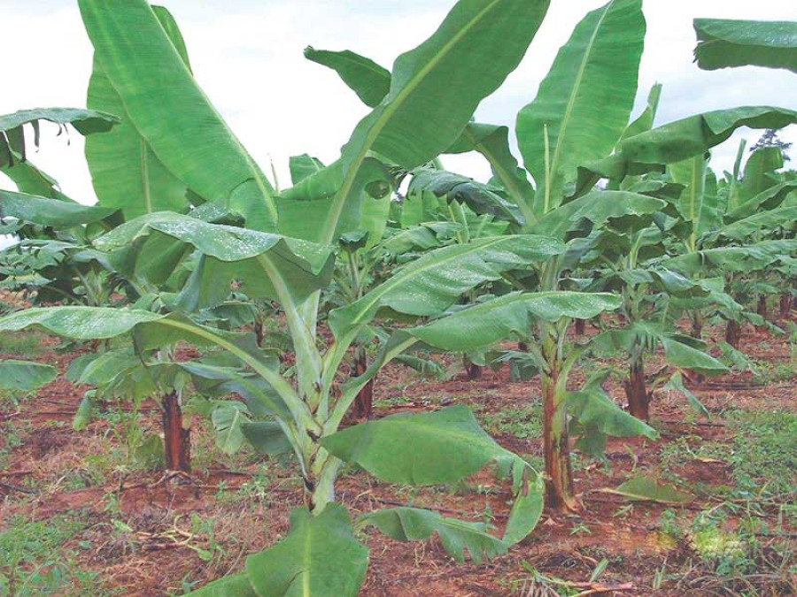 Chitwan farmers go for tissue cultured banana