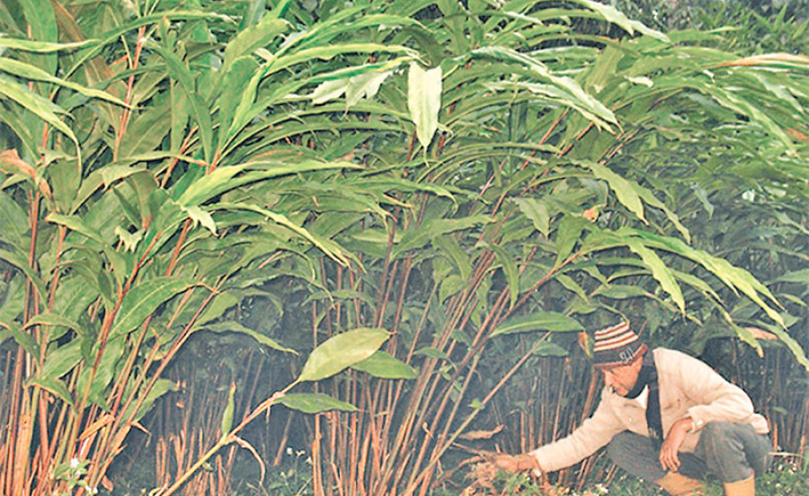 Okhaldhunga district is self-reliant on large cardamom saplings