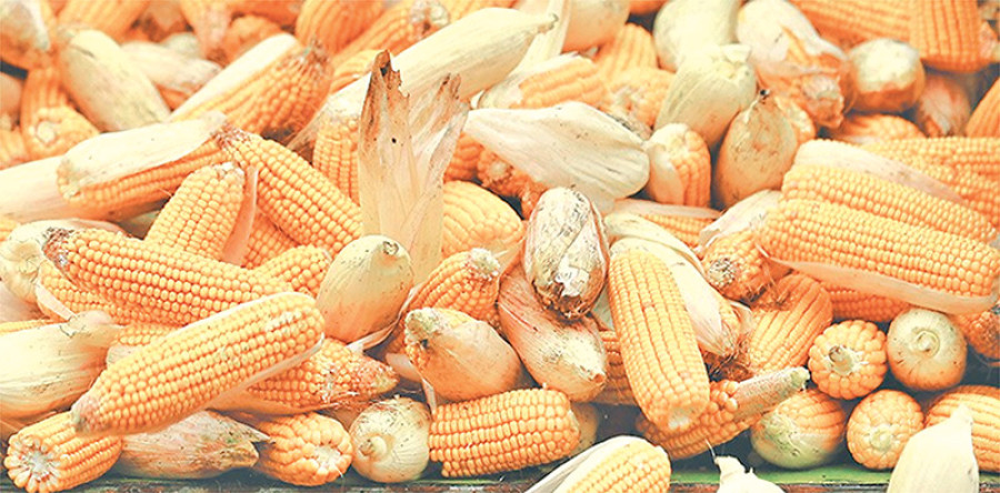 Palpa’s love affair with maize and self-reliance