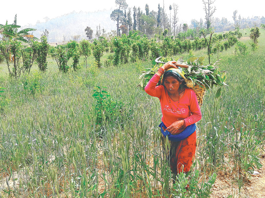Grass farming nets profits for farmers