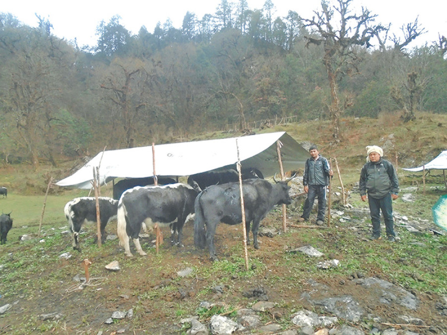 Yak dairy products find market in China