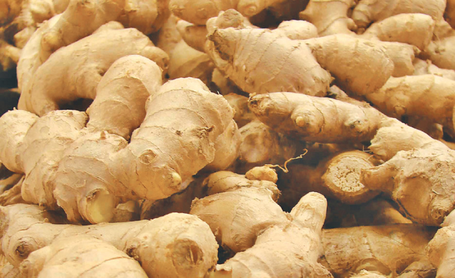 Ginger farmers squeezed as price more than halves