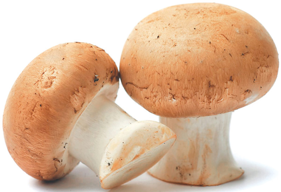 Women farmers earn big profits from mushrooms
