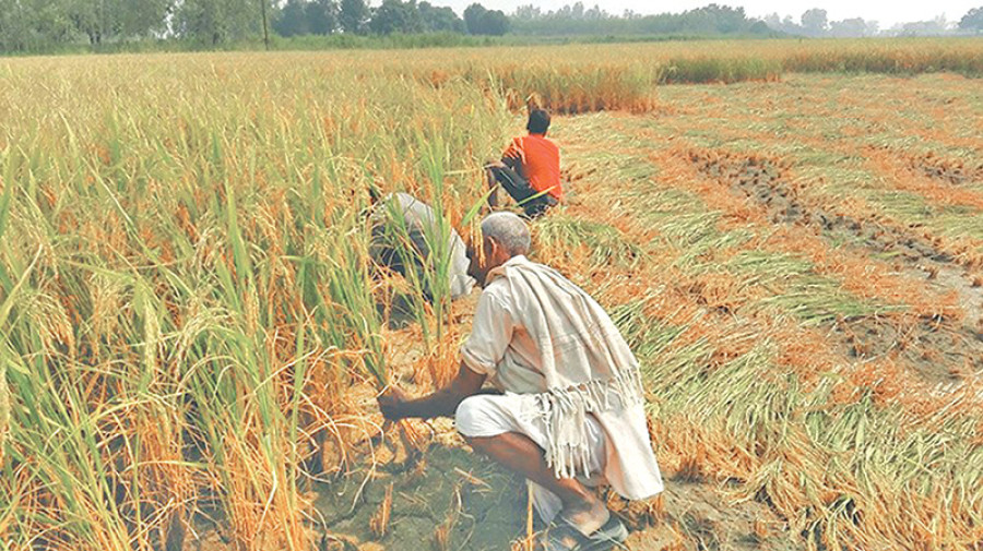 Paddy farmers hit as floor price announcement delayed
