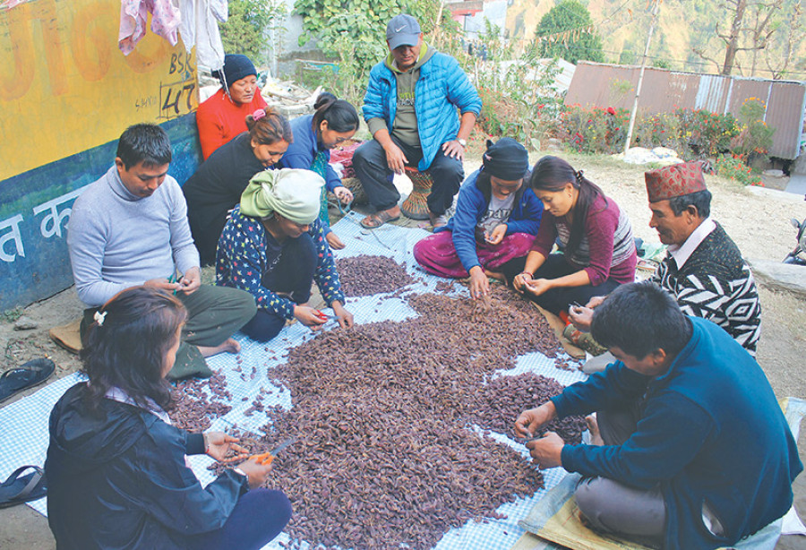 Lamjung farmers grade cardamom