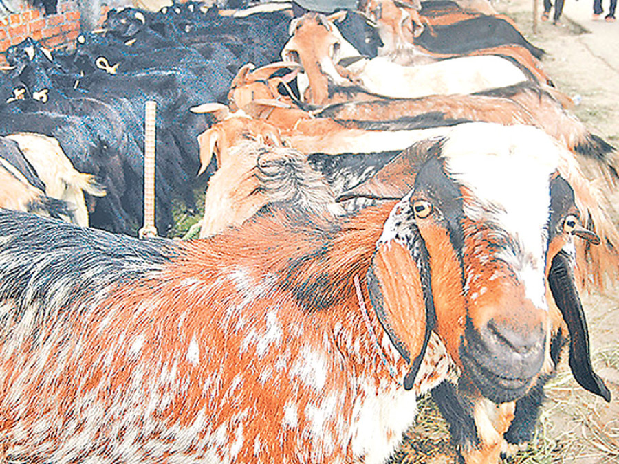 Myagdi consumes more meat than others