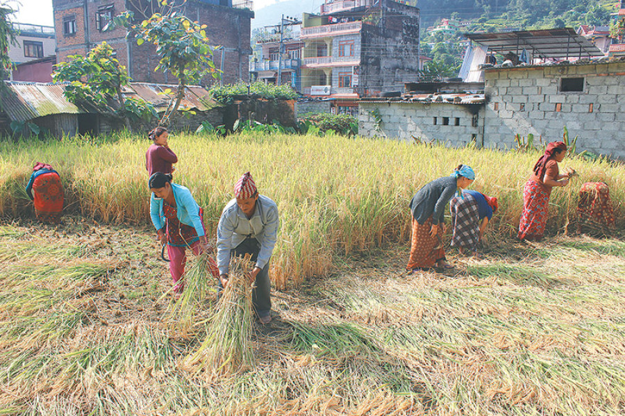 Paddy output likely to increase by 8pc