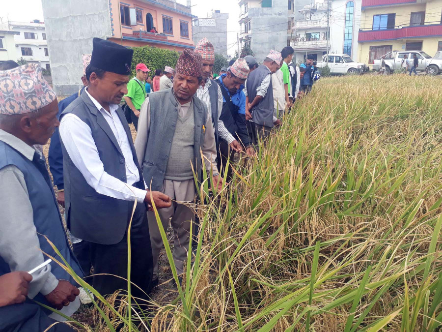 Paddy production increases in Bhaktapur
