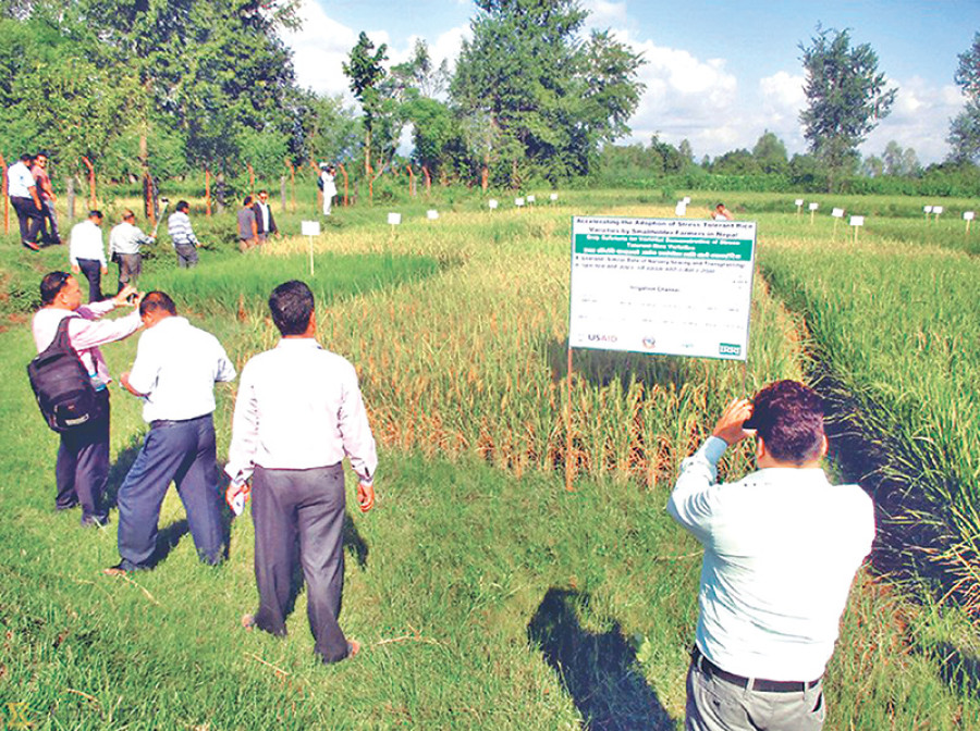 Use of illegally imported paddy seeds on the rise