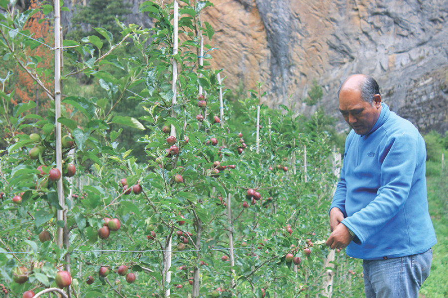 An apple farmer’s sweet success in politics