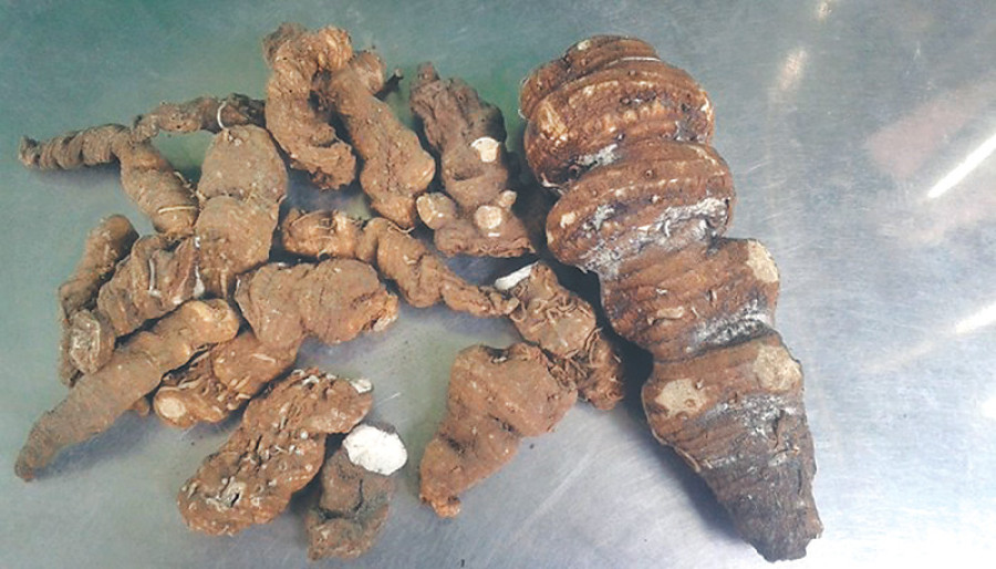 Higher returns prompt farmers to grow herbs