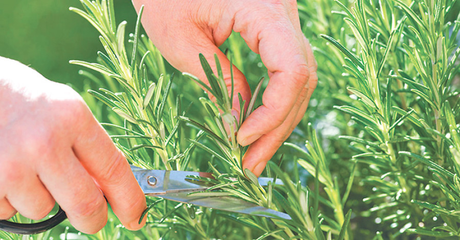 Sindhupalchok rosemary farmers left high and dry