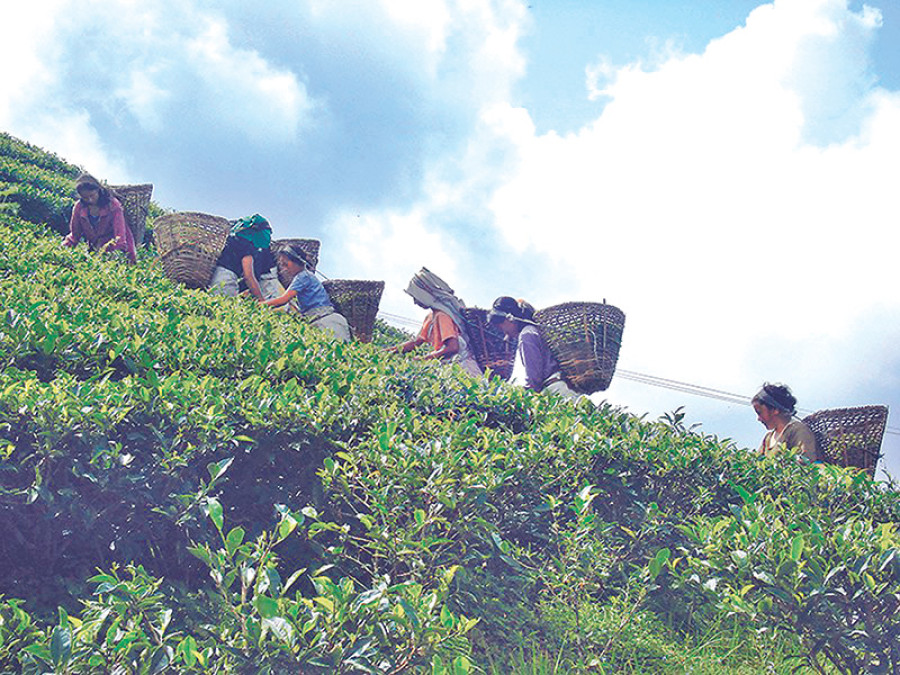 Ilam tea farmers face worker shortage