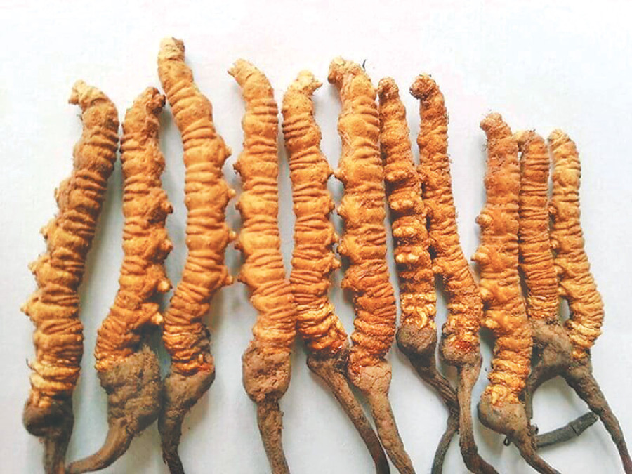 Quota system launched in Yarsagumba collection
