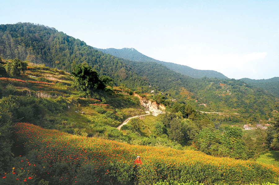 Marigold sales likely to hit 1.1m garlands