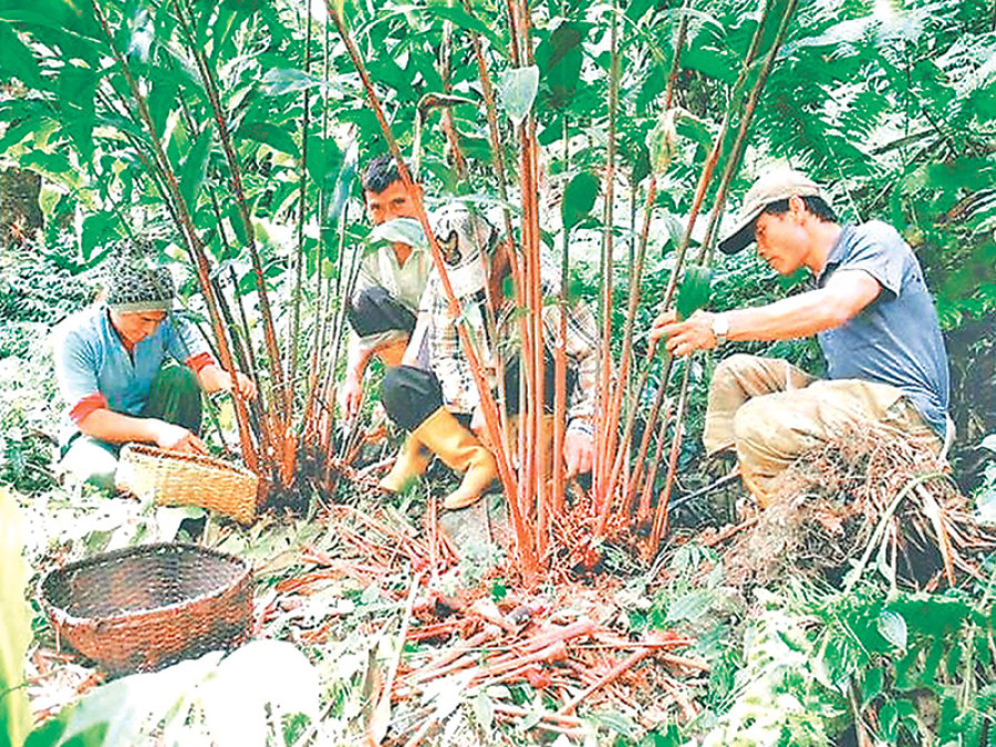 Large cardamom price plunges three-fold