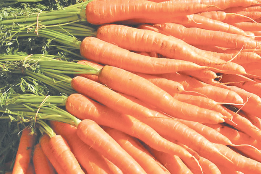 Jurikhet farmers turn to growing carrots
