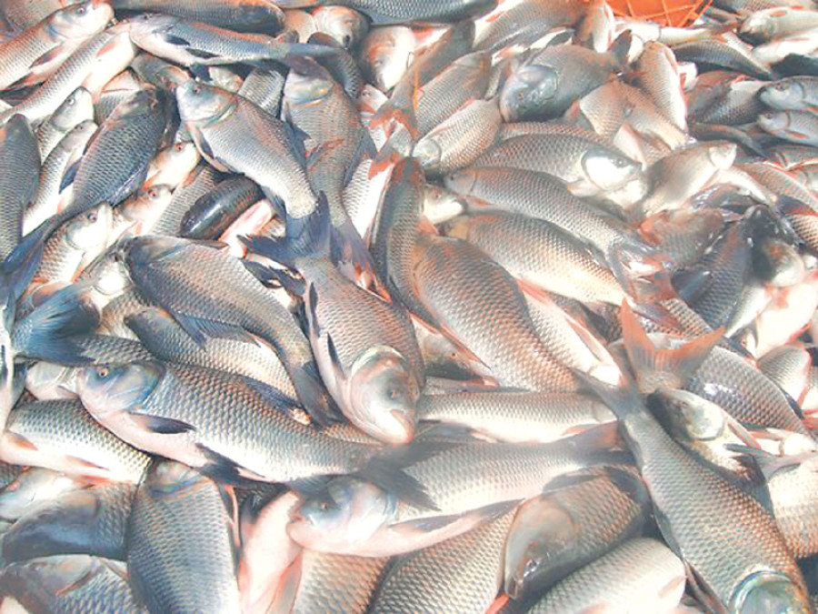High returns draw more farmers to fish farming