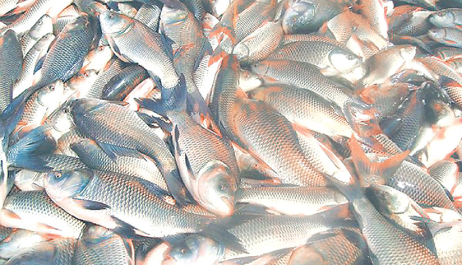 Fish farming gaining popularity in Ilam
