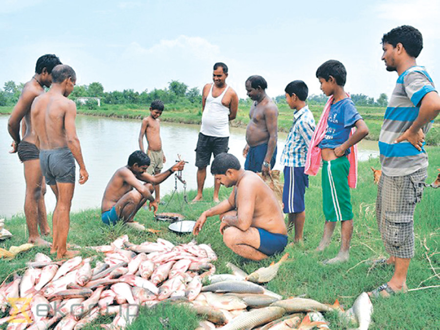 Fish farming gets boost with Rs540m funding