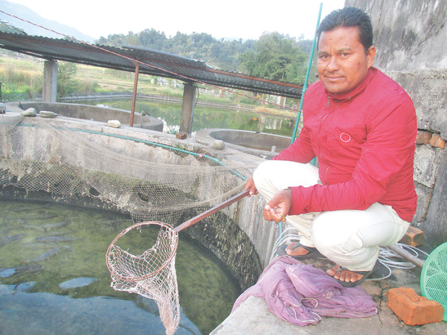 Fish farmer in Pokhara swimming in success