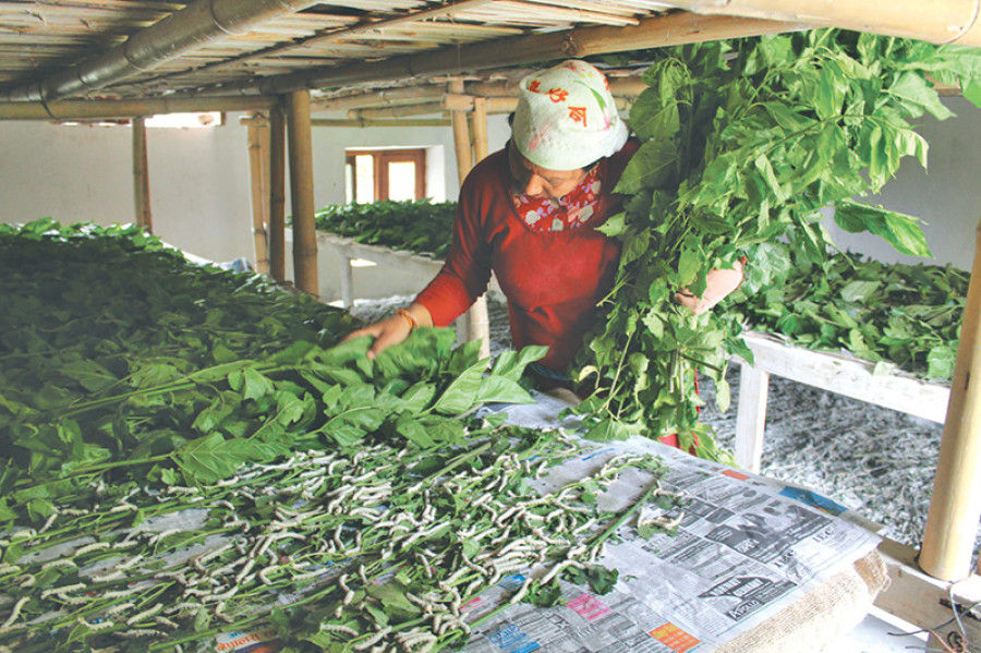 Silk farming no longer a lucrative business
