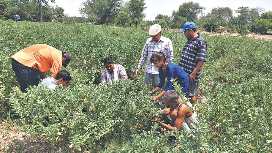 High returns lure farmers to growing ashwagandha