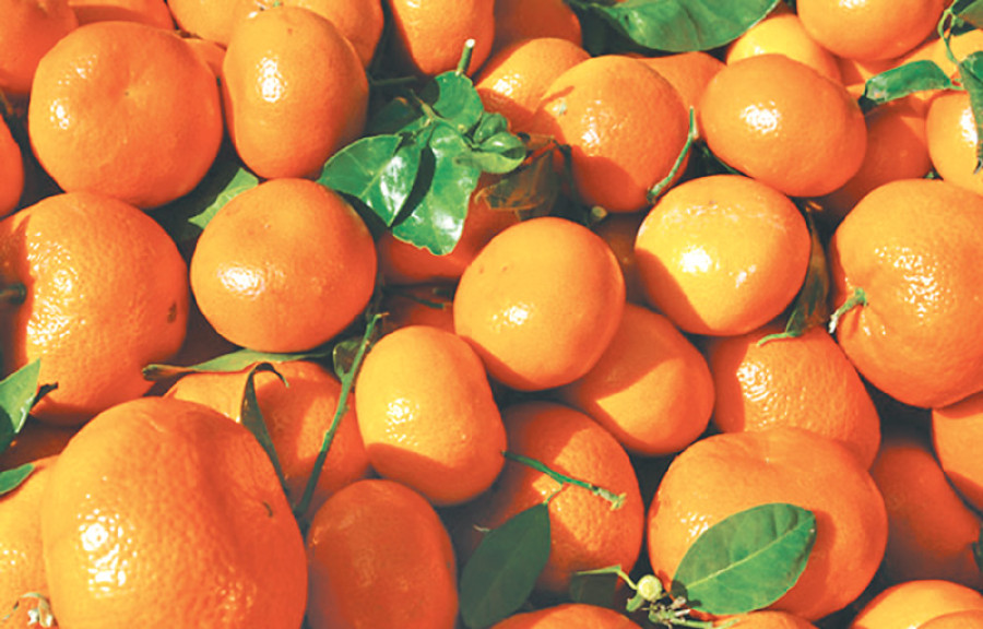 Orange prices double as middlemen join in