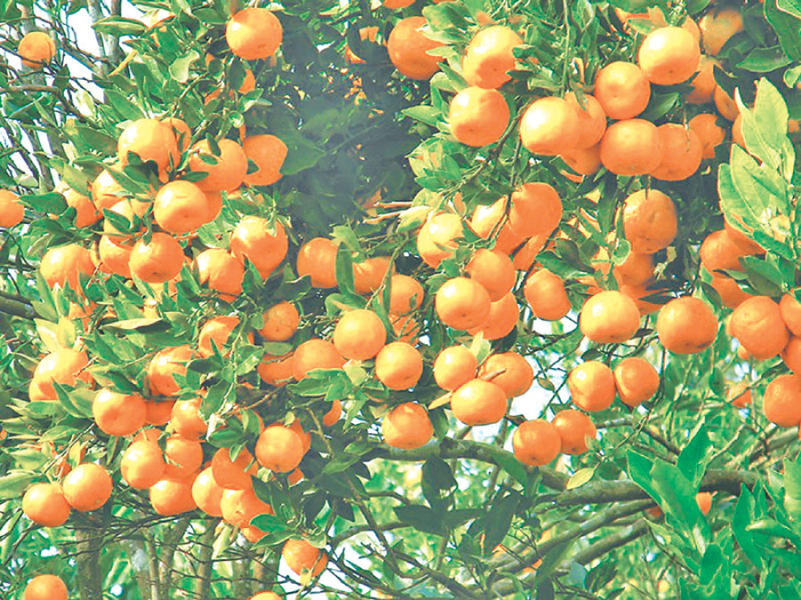 Orange production jumps 28pc in Arghakhanchi