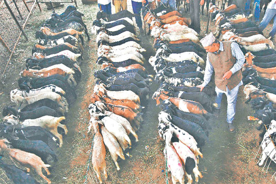 Goat sales at Kalanki off to a slow start