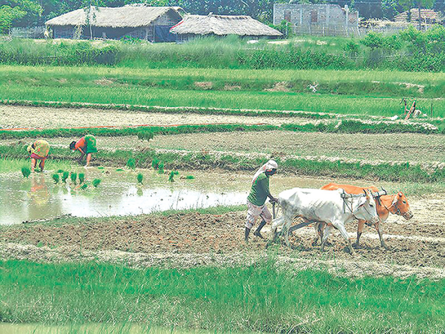 Flood-hit farmers to get relief money before Dashain