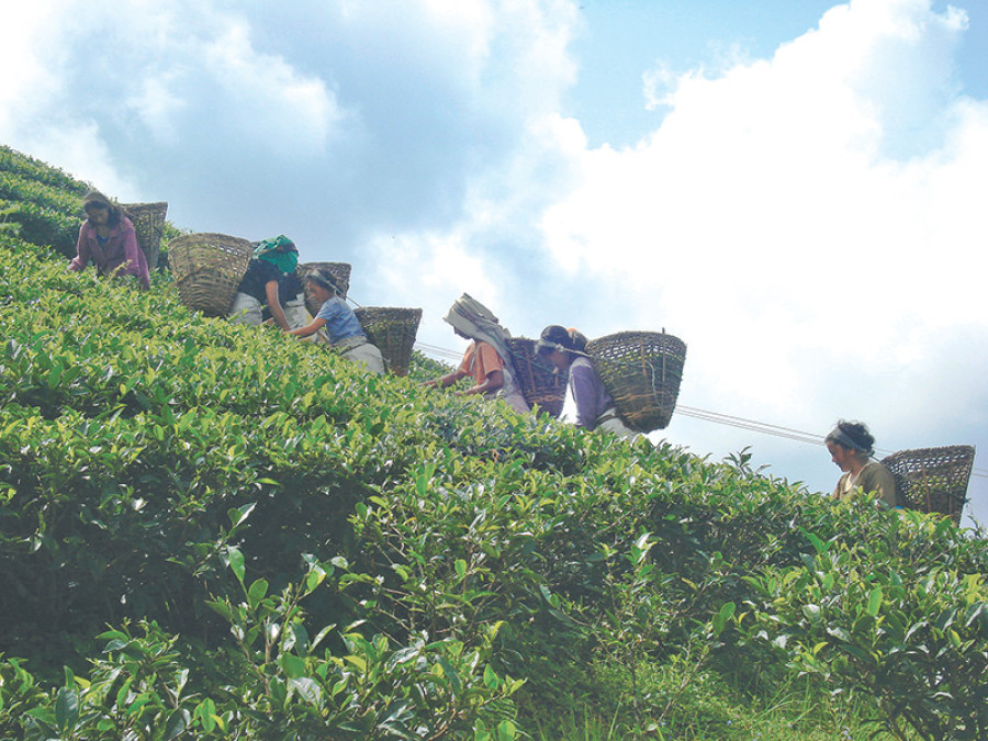 Nepali tea corners Darjeeling brew