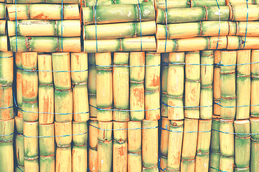 Farmers wanted Rs562 per quintal: Mills start purchasing sugarcane