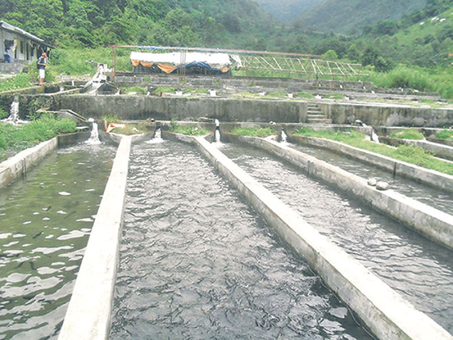 Govt’s fish farming project flounders