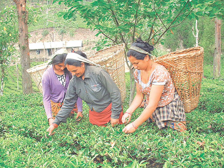 Falling tea prices cause exodus amongst farmers