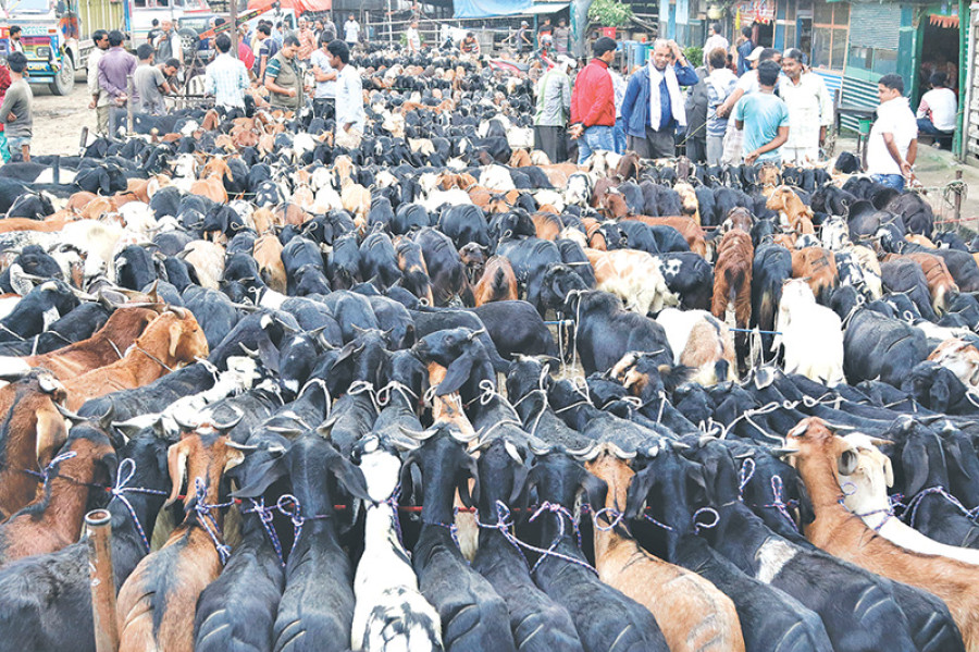 Krishnanagar biggest entry point for Indian goats