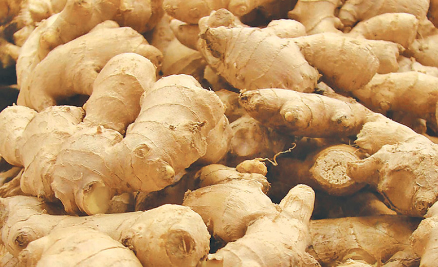 Ginger farmers in peril, fail to diversify exports