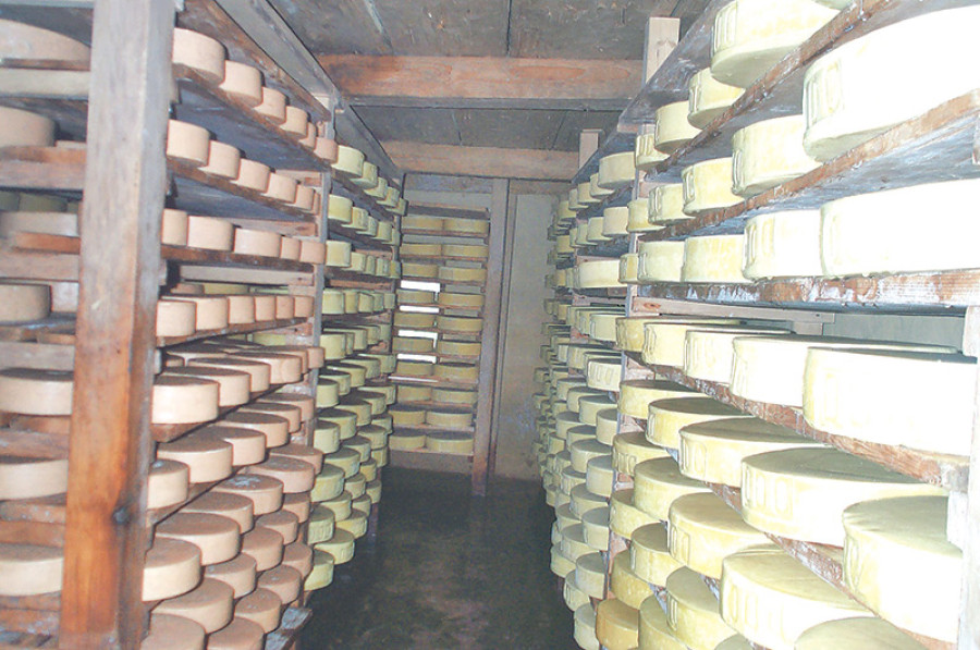 Yak cheese output hits 33.9 tonnes in Rasuwa