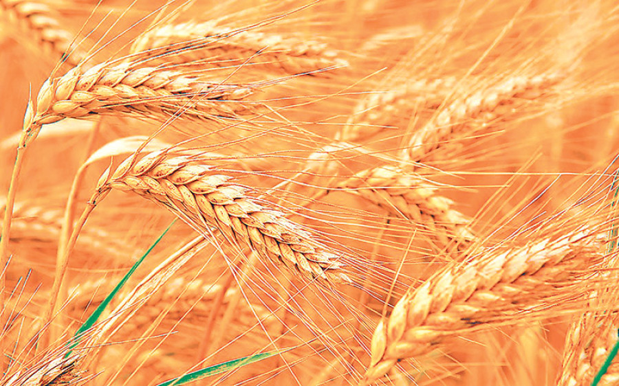NFC to buy 4,000 tonnes of wheat from farmers