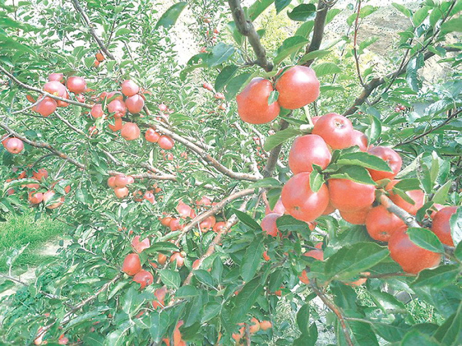 The hidden, dark side of Mustang apples