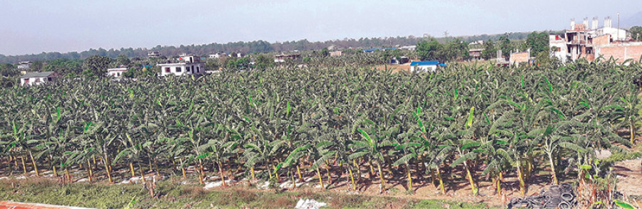 Banana farmers strike gold as demand spikes