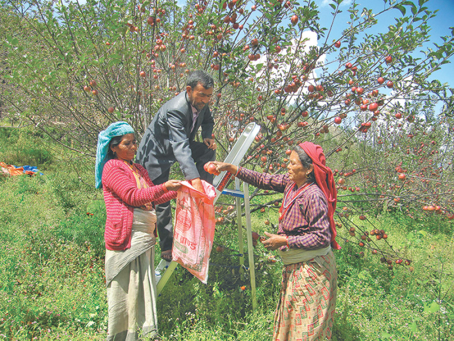 Bad roads hinder Jumla apples’ potential