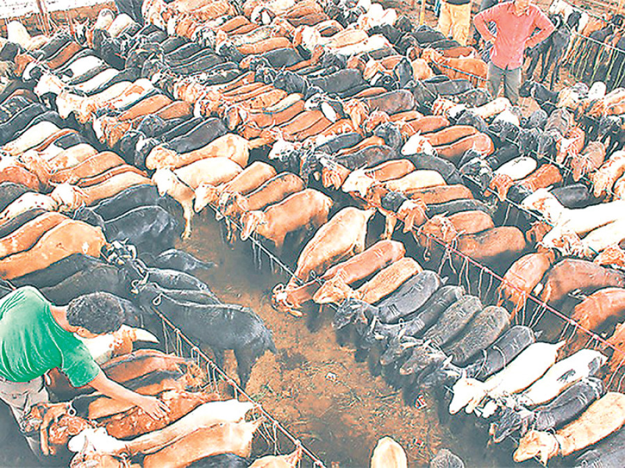 Banke self-sufficient in meat products