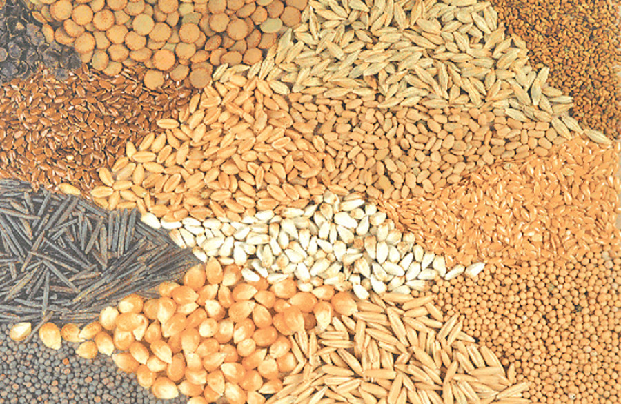 Seed Processing Centre established in Chitwan