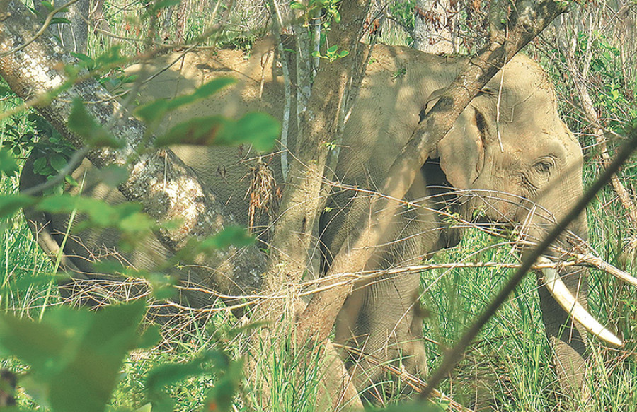 Dhurbe spotted in Chitwan National Park