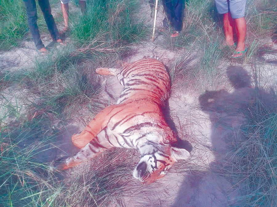 Fourth tiger found dead in a month in Chitwan