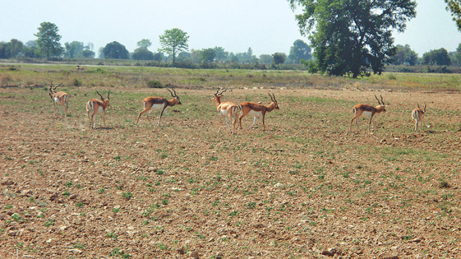 BNP team catches leopard that killed 40 blackbucks